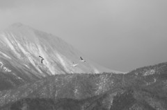 白鳥`11風の強い朝モノクロ編