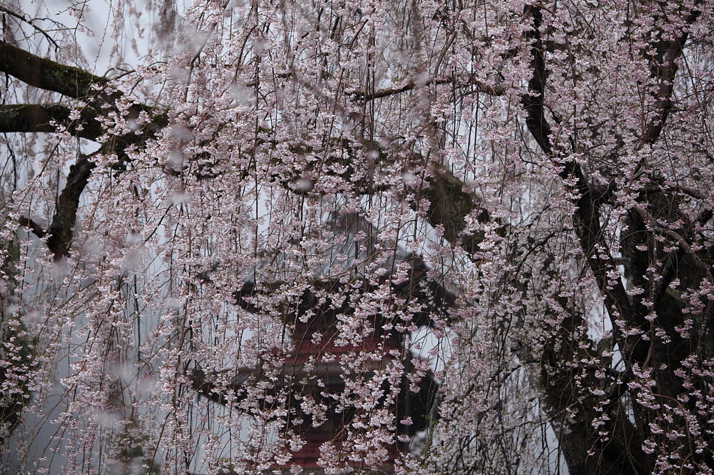 桜`11身延山久遠寺編ー２