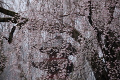 桜`11身延山久遠寺編ー２