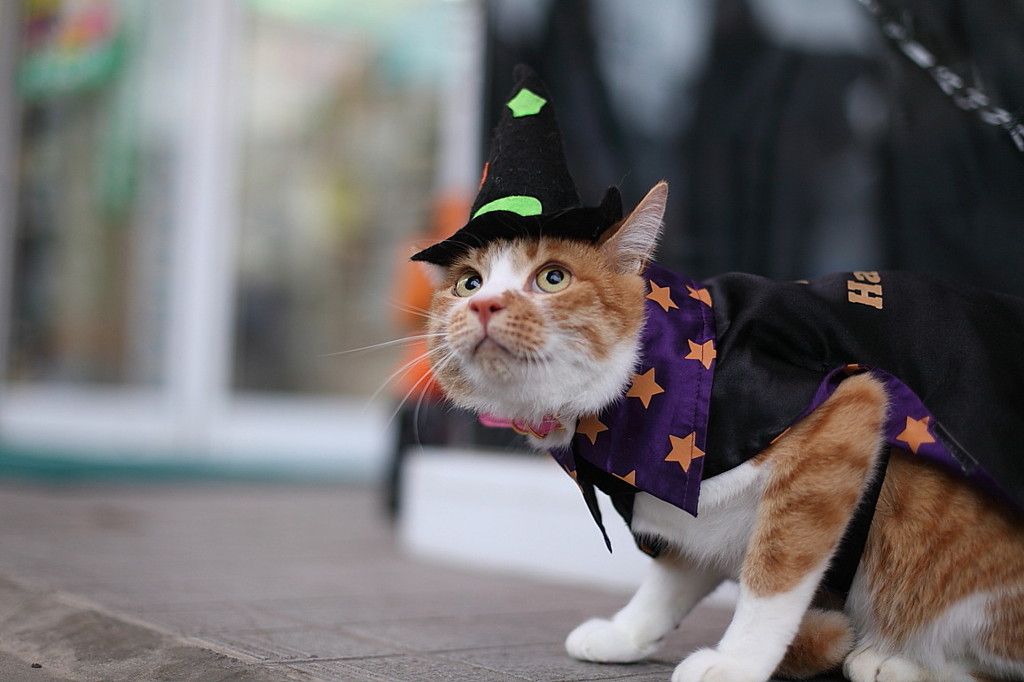 ハッピーハロウィン塩尻2010