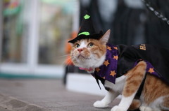 ハッピーハロウィン塩尻2010