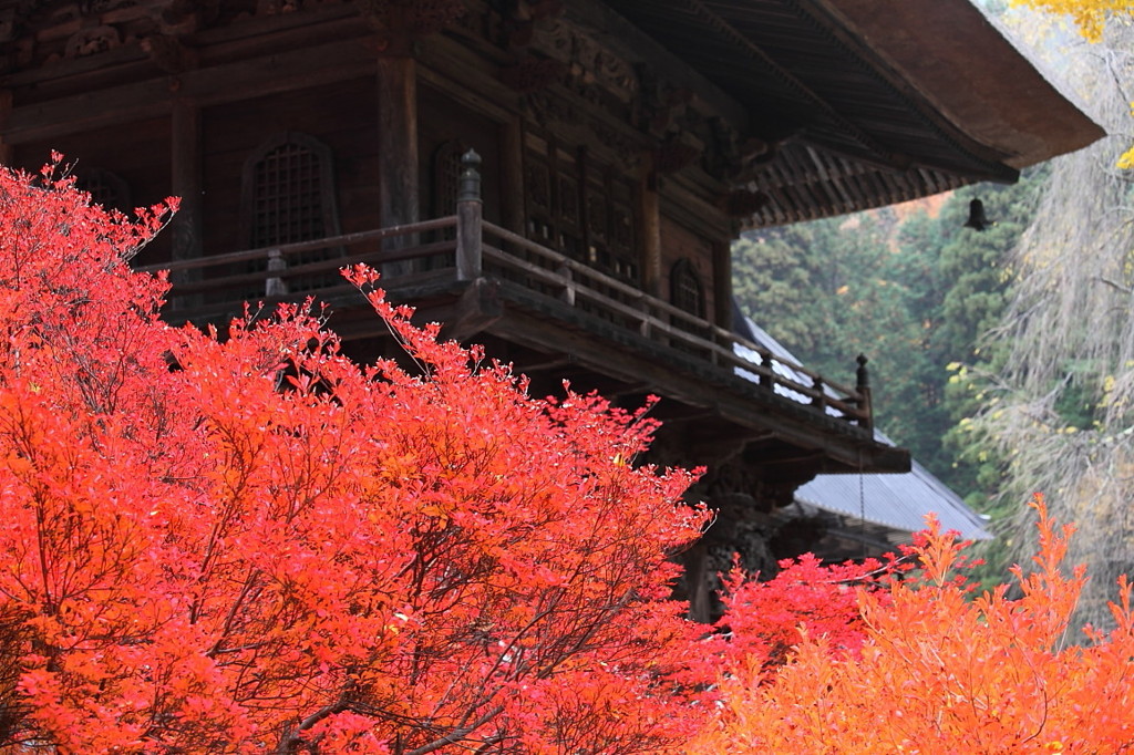紅葉`10（霊松寺編）