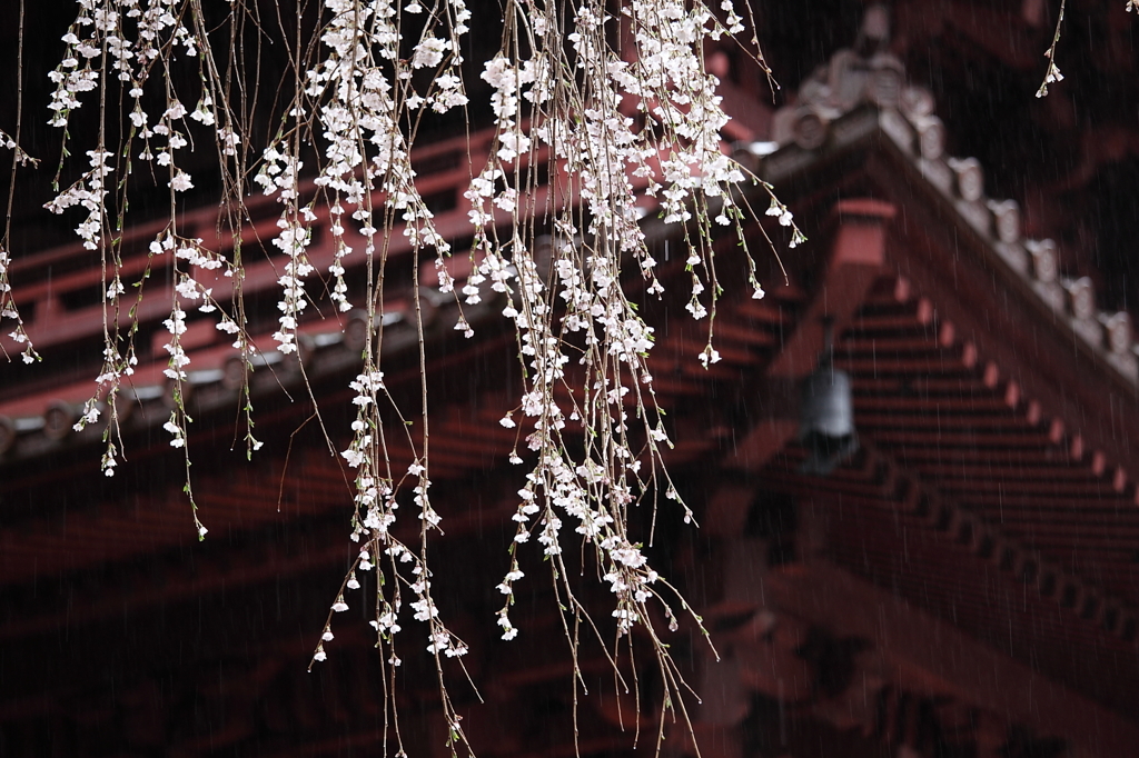 桜`11身延山久遠寺編ー１
