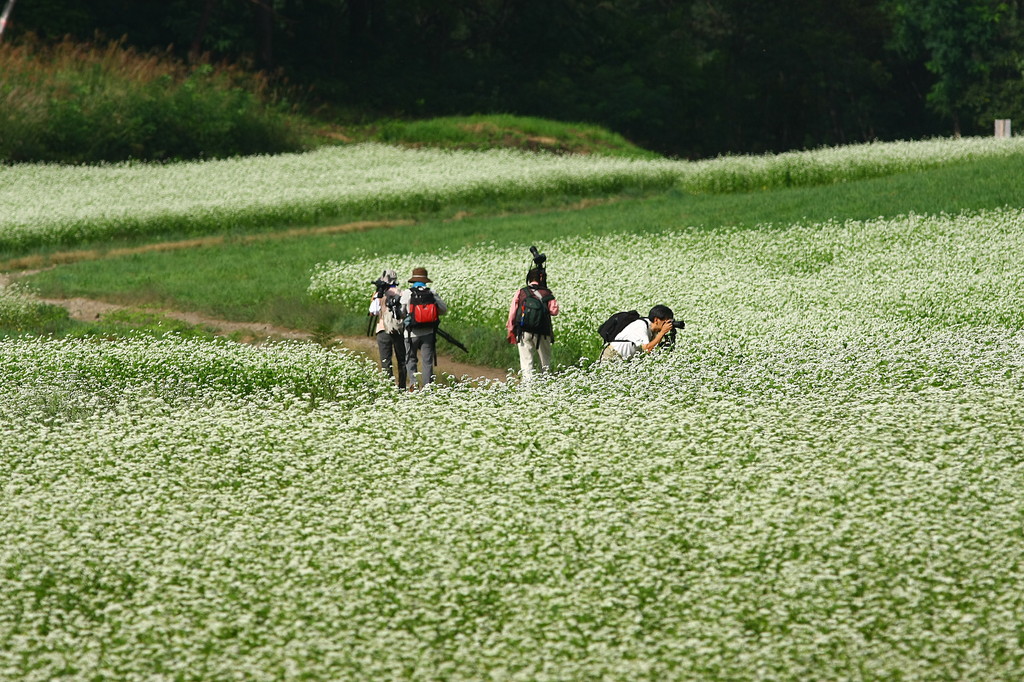 蕎麦の花