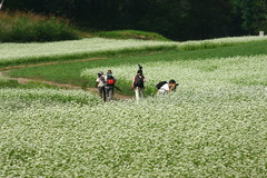 蕎麦の花