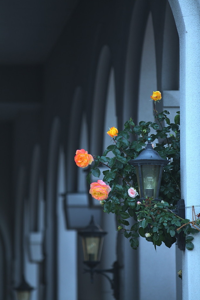 薔薇