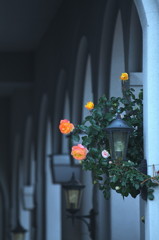 薔薇