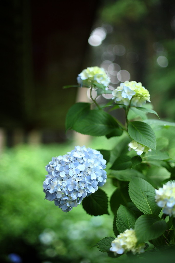 紫陽花寺