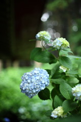 紫陽花寺