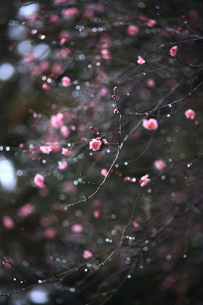 梅となごり雪