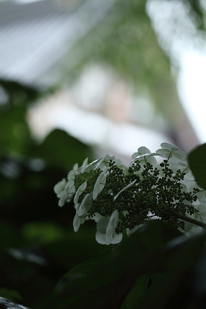 紫陽花寺