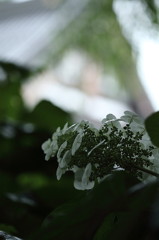 紫陽花寺