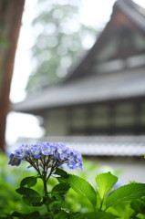 紫陽花寺