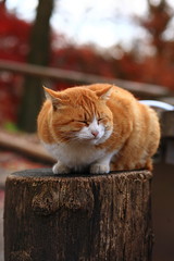 安曇野にゃんこ（初冬編）
