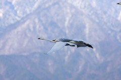 白鳥`11