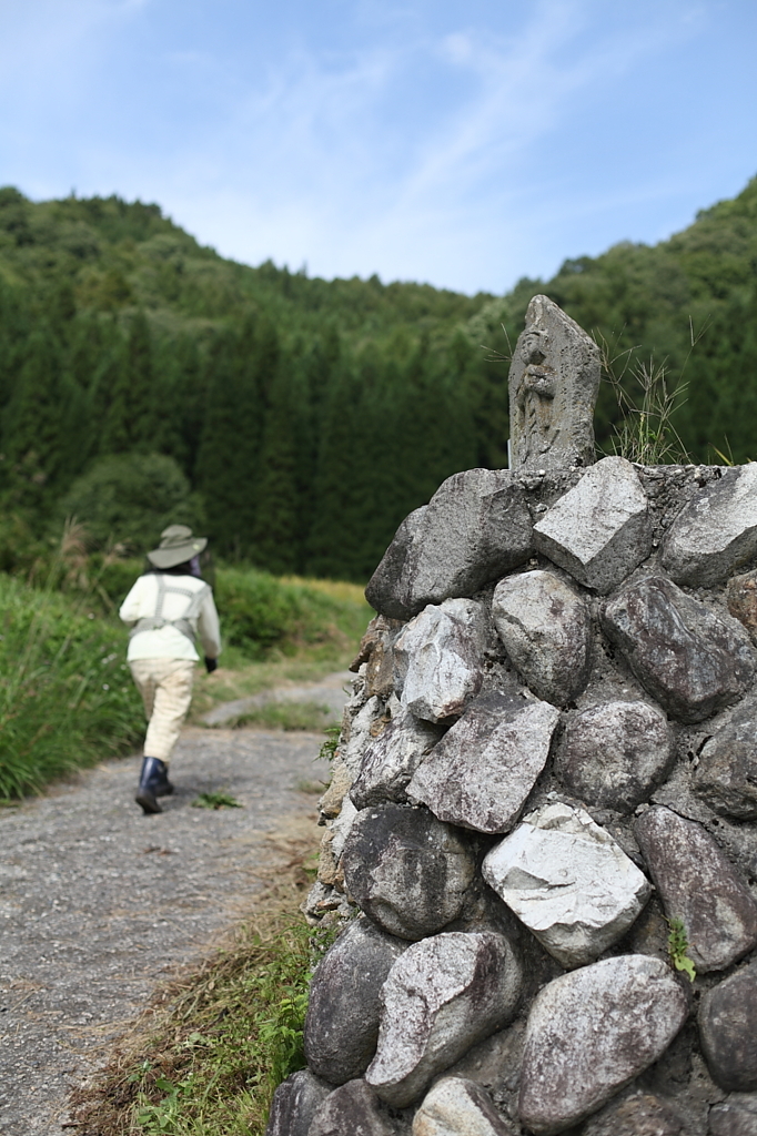 棚田歩けば