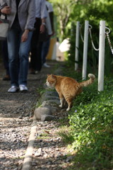 安曇野にゃんこ