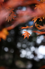 紅葉`10