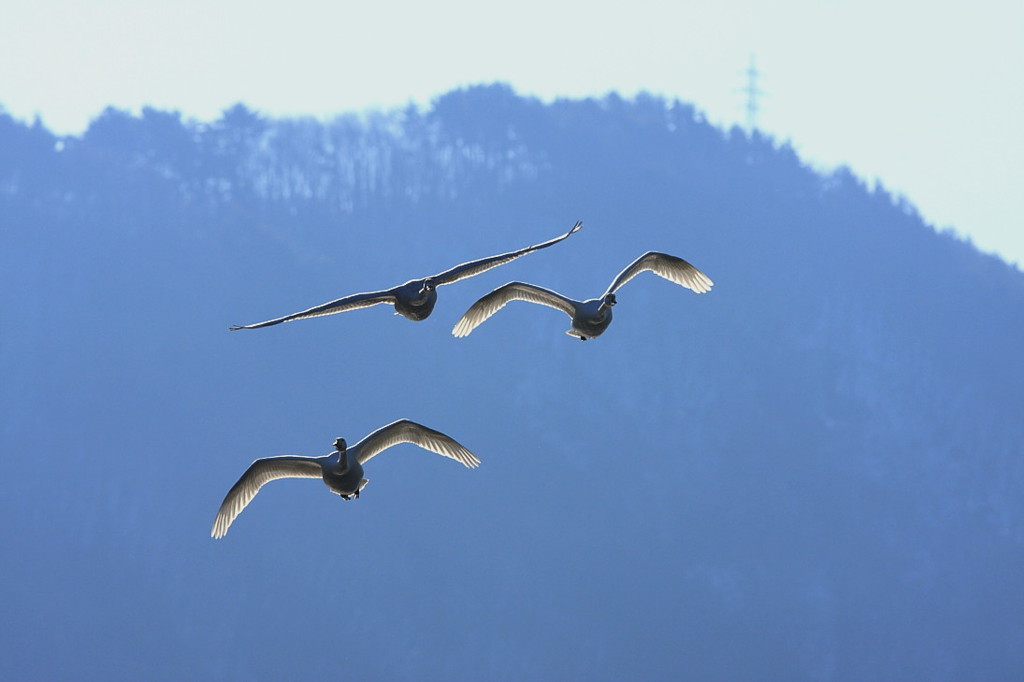 白鳥2010