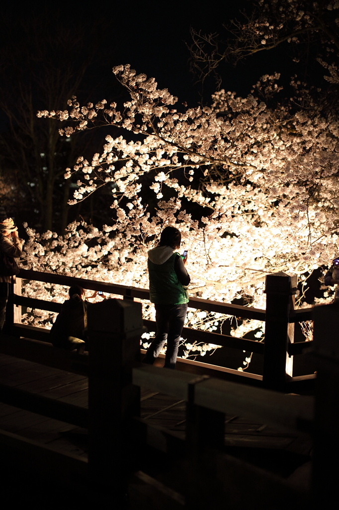 桜`11夜桜と人々編