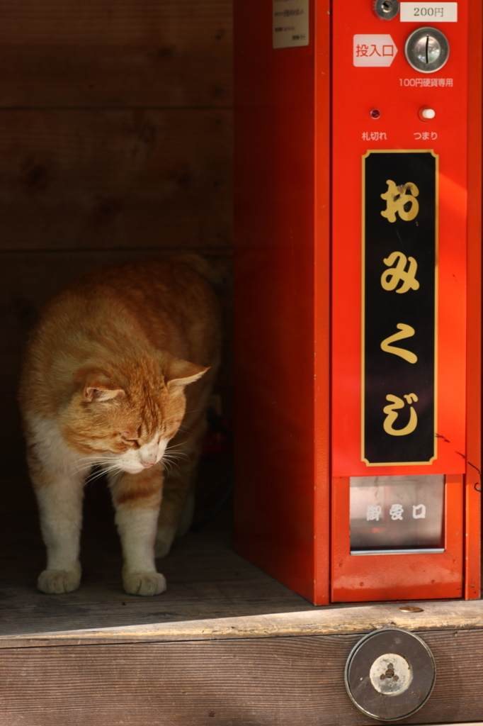 安曇野にゃんこ