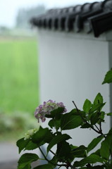 紫陽花寺