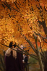 紅葉`10（もみじ湖編）