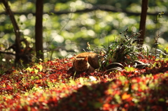紅葉`10（わさび田編）