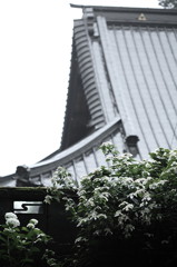 紫陽花寺