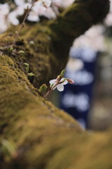 桜‘１１