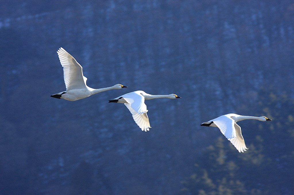 白鳥2010