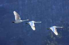 白鳥2010