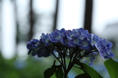 紫陽花寺