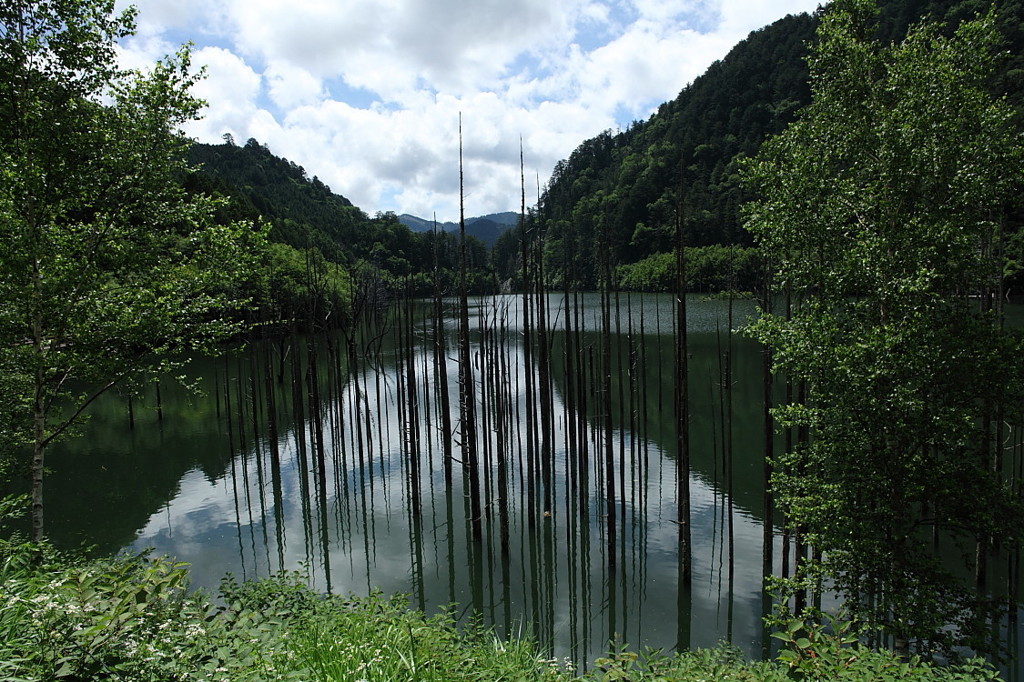 湖底の森