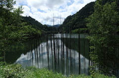 湖底の森
