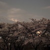 桜と山`10（夜編）