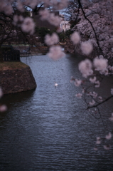 桜`11松本城