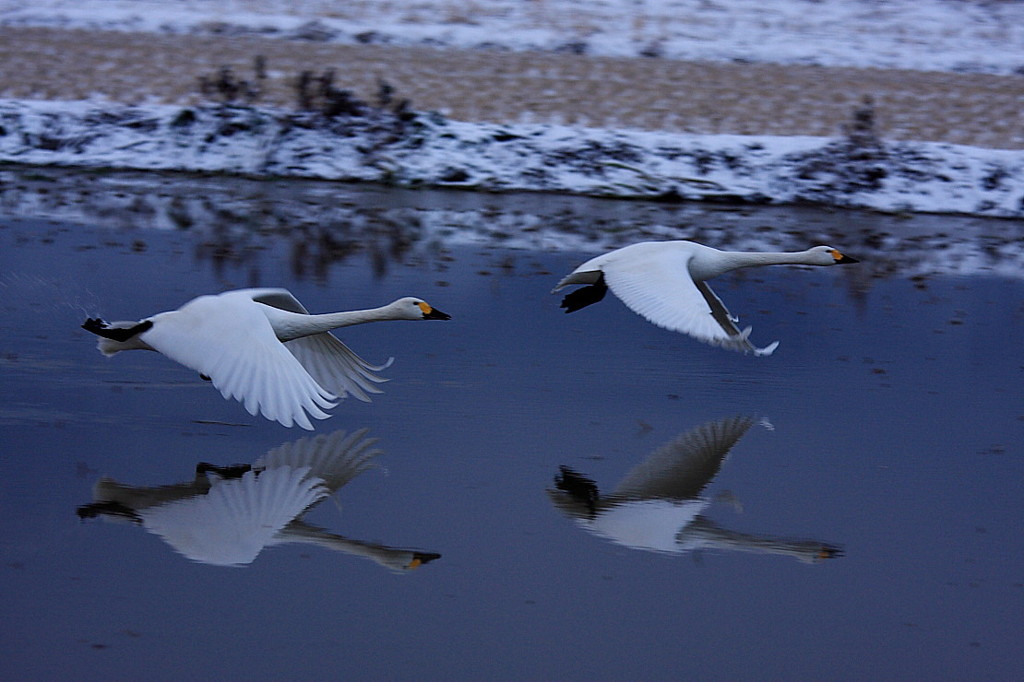 白鳥２０１０