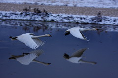 白鳥２０１０