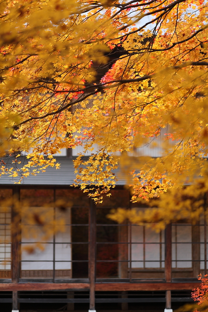紅葉`10（霊松寺編）