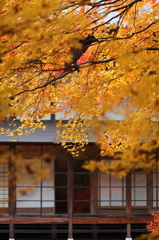 紅葉`10（霊松寺編）