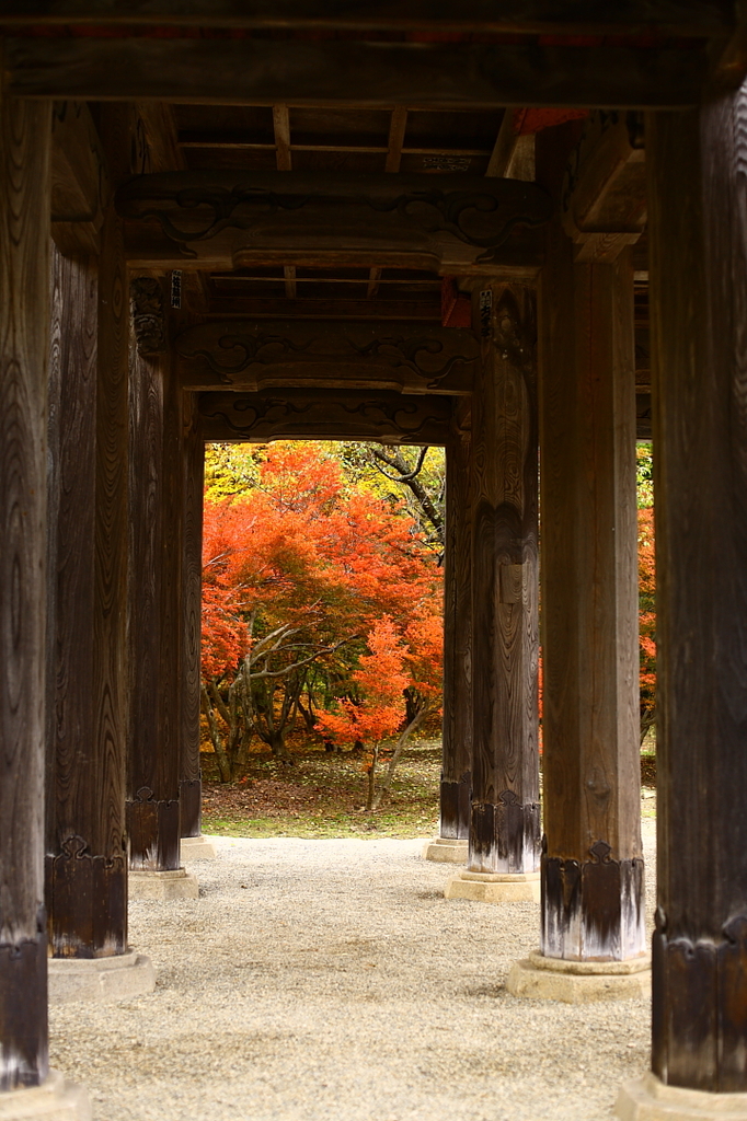 紅葉０９