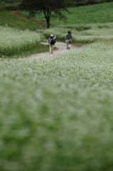 蕎麦畑