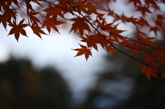 紅葉`10