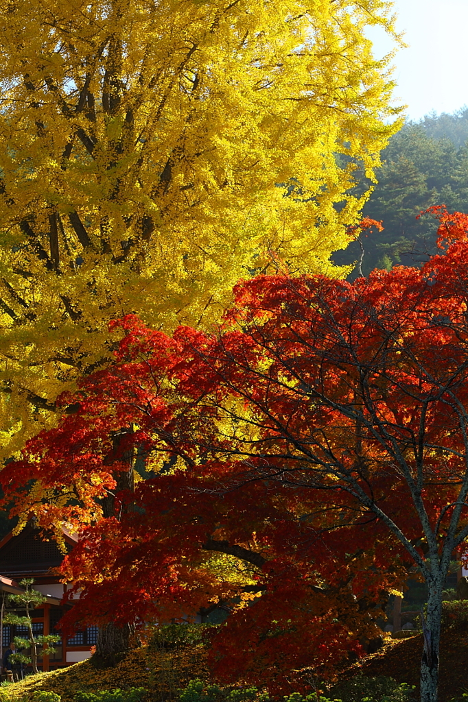 紅葉`10長福寺編
