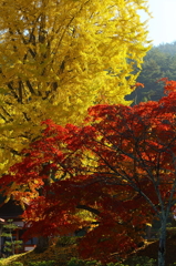 紅葉`10長福寺編
