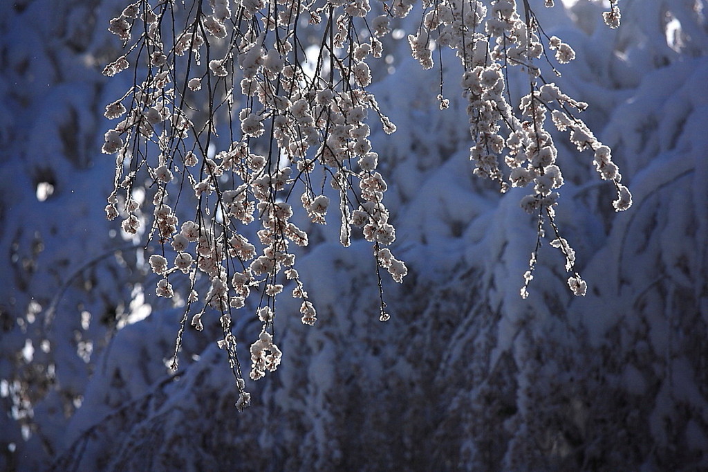 春雪桜