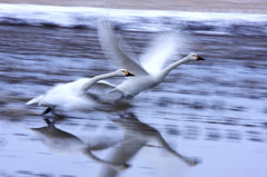 白鳥２０１０