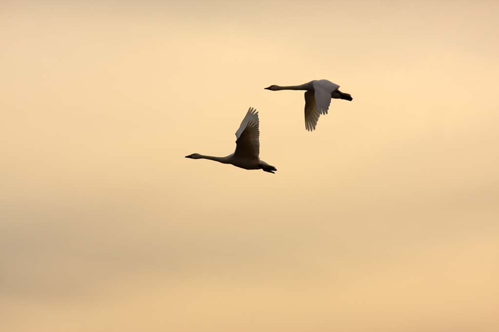 白鳥2010
