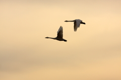 白鳥2010